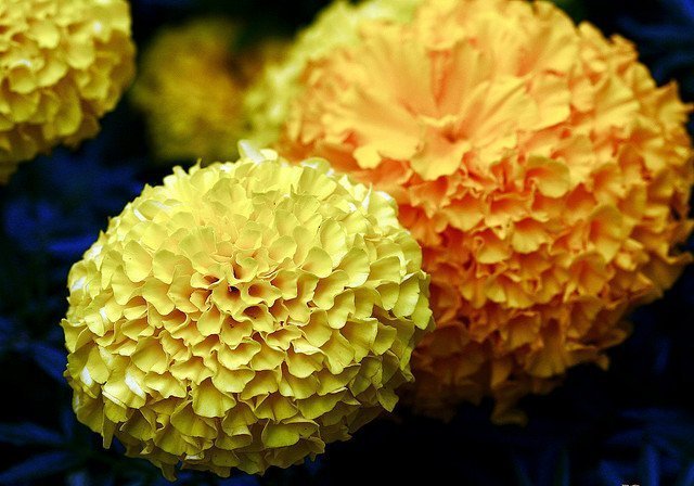 The Yellow Weeds via Mini Van Dreams