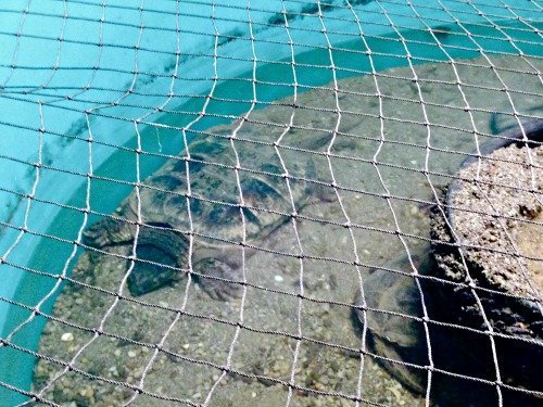 Petting a Sturgeon and Feeding Trout | Mini Van Dreams