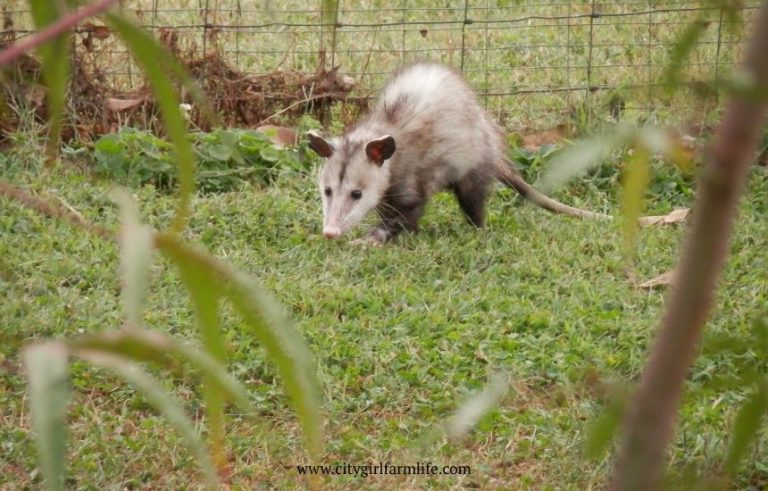 One Less Possum on the Farm