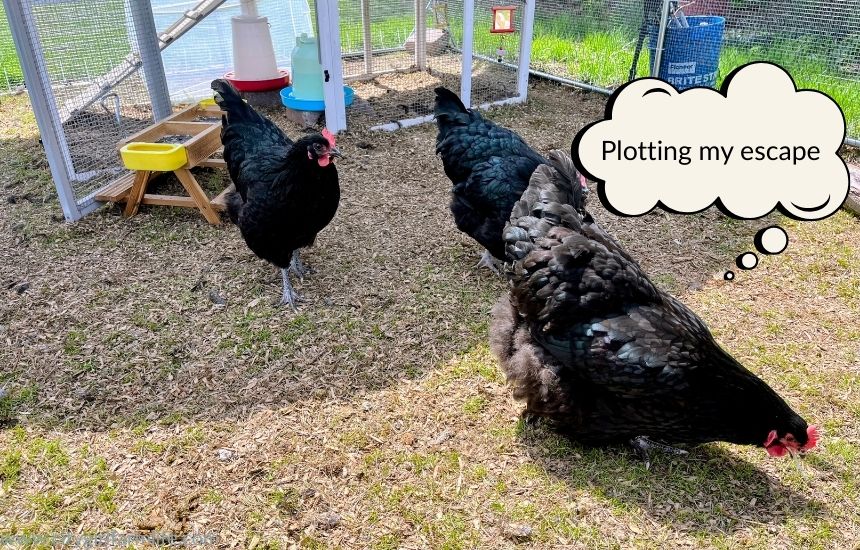 Operation Catch that Chicken