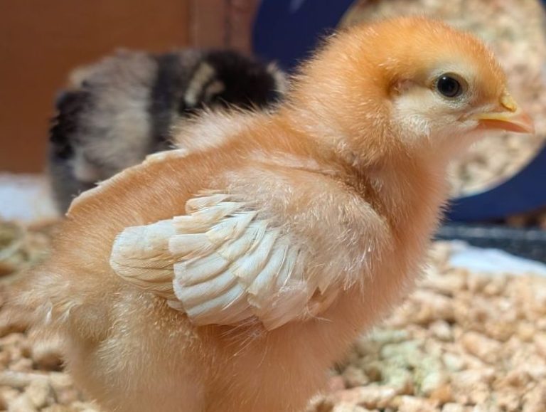 Raising Chicks for the First Time